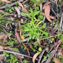 Coronidium monticola at QPRC LGA - 16 Feb 2024