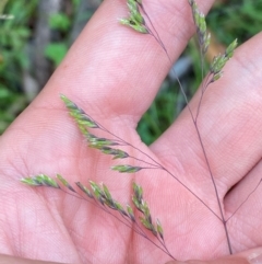 Poa sieberiana var. sieberiana (Snowgrass) at Rossi, NSW - 16 Feb 2024 by Tapirlord