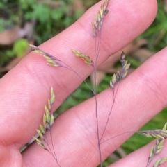 Poa sieberiana var. sieberiana at QPRC LGA - 16 Feb 2024