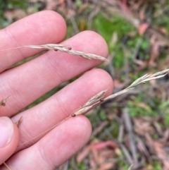 Hookerochloa eriopoda (Snow Fescue) at QPRC LGA - 16 Feb 2024 by Tapirlord