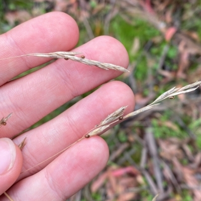 Hookerochloa eriopoda (Snow Fescue) at Rossi, NSW - 16 Feb 2024 by Tapirlord