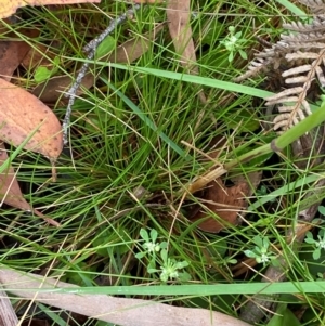 Hookerochloa eriopoda at QPRC LGA - 16 Feb 2024