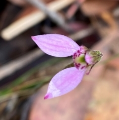 Eriochilus magenteus (Magenta Autumn Orchid) at Rossi, NSW - 16 Feb 2024 by Tapirlord