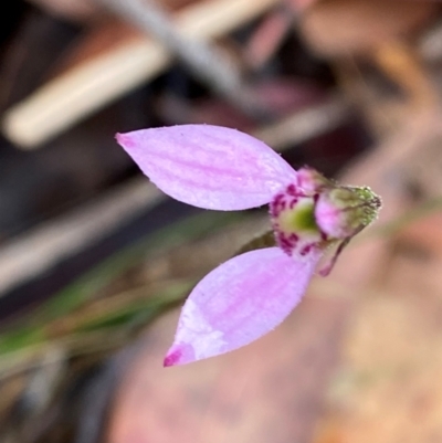 Eriochilus magenteus (Magenta Autumn Orchid) at Tallaganda State Forest - 16 Feb 2024 by Tapirlord