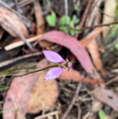 Eriochilus magenteus at QPRC LGA - 16 Feb 2024