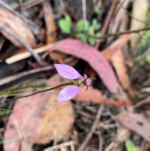 Eriochilus magenteus at QPRC LGA - 16 Feb 2024