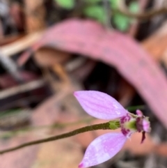 Eriochilus magenteus at QPRC LGA - 16 Feb 2024