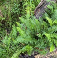 Blechnum nudum (Fishbone Water Fern) at QPRC LGA - 16 Feb 2024 by Tapirlord