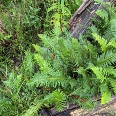 Blechnum nudum (Fishbone Water Fern) at QPRC LGA - 16 Feb 2024 by Tapirlord