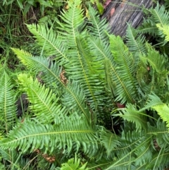 Blechnum nudum at QPRC LGA - 16 Feb 2024 01:56 PM