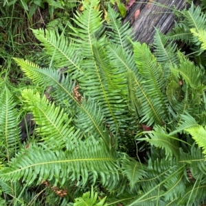 Blechnum nudum at QPRC LGA - 16 Feb 2024 01:56 PM