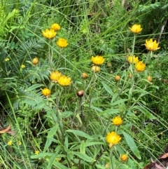 Xerochrysum bracteatum (Golden Everlasting) at Rossi, NSW - 16 Feb 2024 by Tapirlord