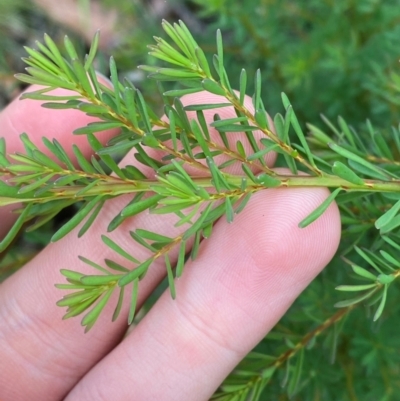 Pultenaea altissima (Tall Bush-pea) at Tallaganda State Forest - 16 Feb 2024 by Tapirlord