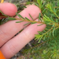 Pultenaea altissima at QPRC LGA - 16 Feb 2024