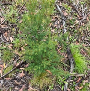 Pultenaea altissima at QPRC LGA - 16 Feb 2024 01:53 PM