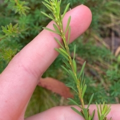 Pultenaea altissima at QPRC LGA - 16 Feb 2024 01:53 PM