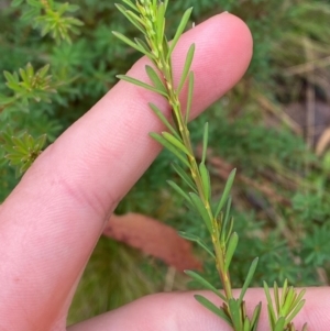 Pultenaea altissima at QPRC LGA - 16 Feb 2024 01:53 PM