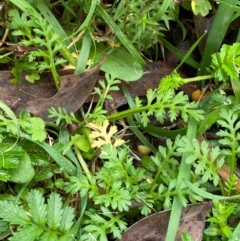 Leptinella filicula (Mountain Cotula) at Rossi, NSW - 16 Feb 2024 by Tapirlord