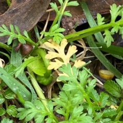 Leptinella filicula at QPRC LGA - 16 Feb 2024