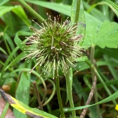 Acaena novae-zelandiae (Bidgee Widgee) at QPRC LGA - 16 Feb 2024 by Tapirlord