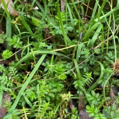 Acaena novae-zelandiae at QPRC LGA - 16 Feb 2024