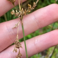 Juncus flavidus (Yellow Rush) at Tallaganda State Forest - 16 Feb 2024 by Tapirlord