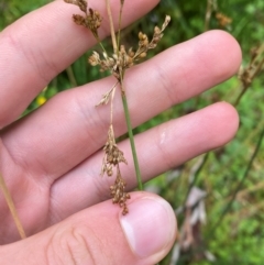 Juncus flavidus at QPRC LGA - 16 Feb 2024 01:52 PM