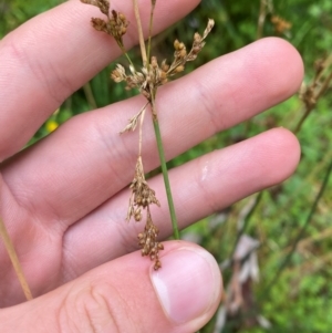 Juncus flavidus at QPRC LGA - 16 Feb 2024