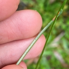 Juncus flavidus at QPRC LGA - 16 Feb 2024 01:52 PM