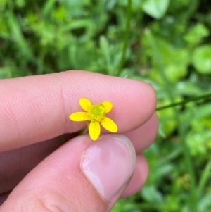 Ranunculus scapiger at QPRC LGA - 16 Feb 2024 01:51 PM