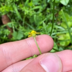 Ranunculus scapiger at QPRC LGA - 16 Feb 2024 01:51 PM