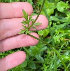 Ranunculus scapiger at QPRC LGA - 16 Feb 2024