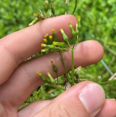 Senecio biserratus (Jagged Fireweed) at QPRC LGA - 16 Feb 2024 by Tapirlord