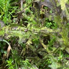 Senecio biserratus at QPRC LGA - 16 Feb 2024