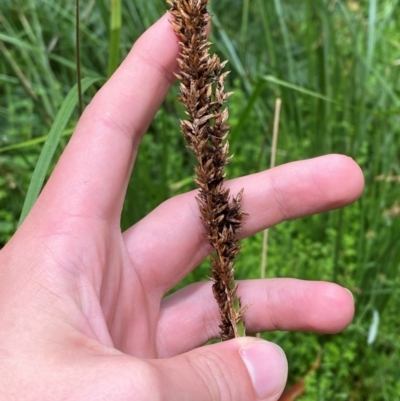 Carex appressa (Tall Sedge) at Tallaganda State Forest - 16 Feb 2024 by Tapirlord