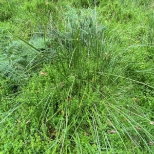 Carex appressa at QPRC LGA - 16 Feb 2024