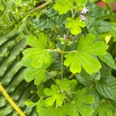 Geranium potentilloides var. potentilloides (Downy Geranium) at Tallaganda State Forest - 16 Feb 2024 by Tapirlord