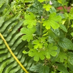 Geranium potentilloides var. potentilloides at QPRC LGA - 16 Feb 2024