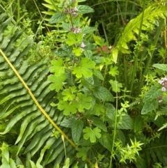 Geranium potentilloides var. potentilloides at QPRC LGA - 16 Feb 2024 01:50 PM