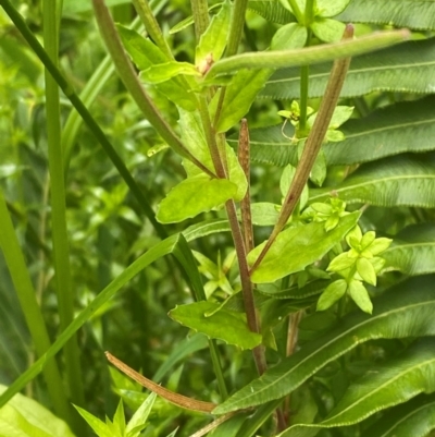 Epilobium billardiereanum subsp. hydrophilum at Tallaganda State Forest - 16 Feb 2024 by Tapirlord