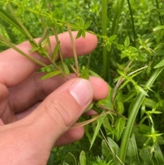 Epilobium billardiereanum subsp. hydrophilum at QPRC LGA - 16 Feb 2024 01:50 PM