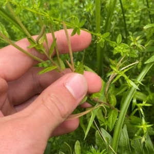 Epilobium billardiereanum subsp. hydrophilum at QPRC LGA - 16 Feb 2024 01:50 PM