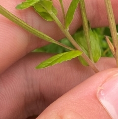 Epilobium billardiereanum subsp. hydrophilum at QPRC LGA - 16 Feb 2024 01:50 PM