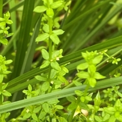 Galium leiocarpum (Maori Bedstraw) at Tallaganda State Forest - 16 Feb 2024 by Tapirlord