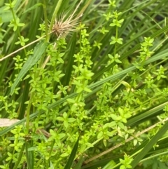 Galium leiocarpum at QPRC LGA - 16 Feb 2024 01:49 PM