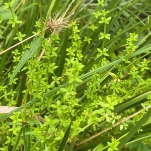 Galium leiocarpum at QPRC LGA - 16 Feb 2024 01:49 PM