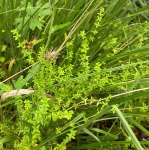 Galium leiocarpum at QPRC LGA - 16 Feb 2024 01:49 PM