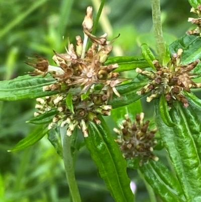 Euchiton limosus (Swamp Cudweed) at Tallaganda State Forest - 16 Feb 2024 by Tapirlord