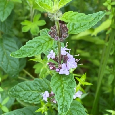 Mentha laxiflora (Forest Mint) at Tallaganda State Forest - 16 Feb 2024 by Tapirlord
