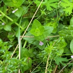 Gratiola peruviana (Australian Brooklime) at Rossi, NSW - 16 Feb 2024 by Tapirlord